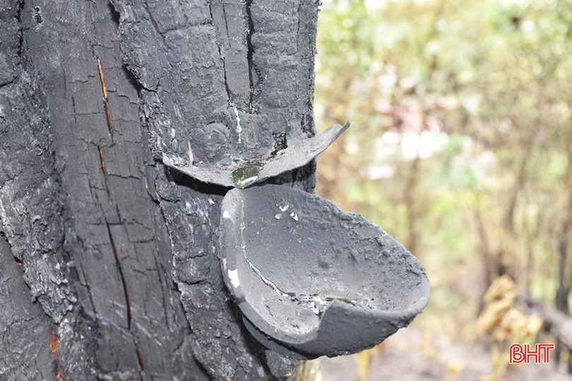 Núi Nầm Hương Sơn hoang tàn sau 2 trận cháy liên tiếp