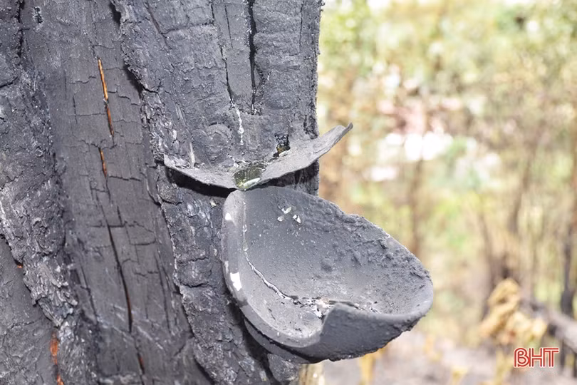 Núi Nầm Hương Sơn hoang tàn sau 2 trận cháy liên tiếp