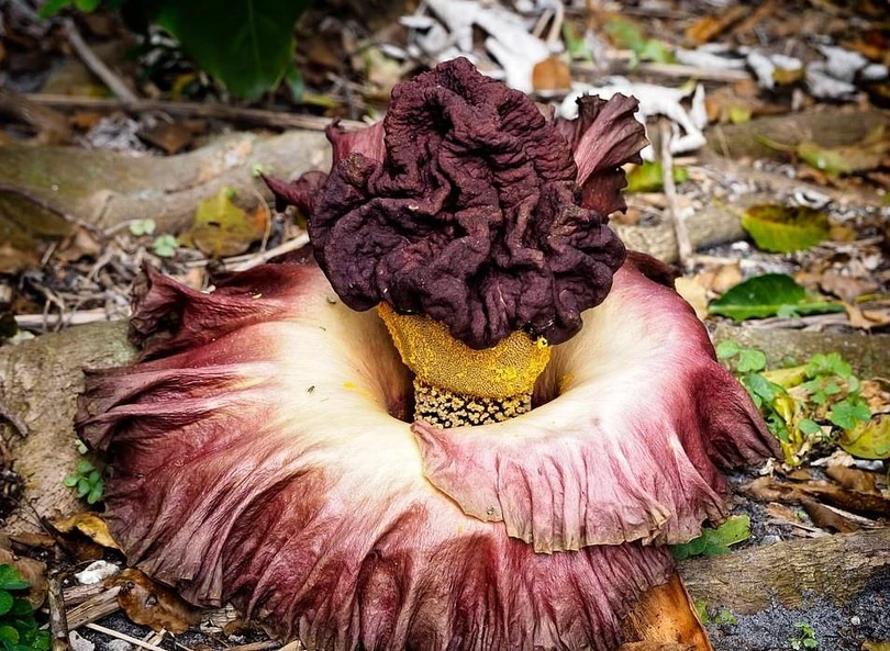 Những cây hoa “quái vật” có vẻ ngoài kỳ dị nhất thế giới