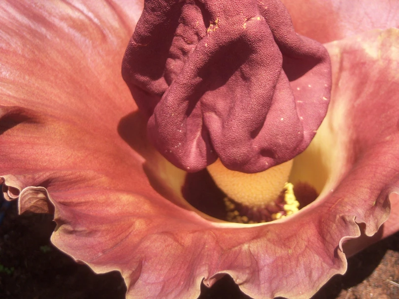 Những cây hoa “quái vật” có vẻ ngoài kỳ dị nhất thế giới