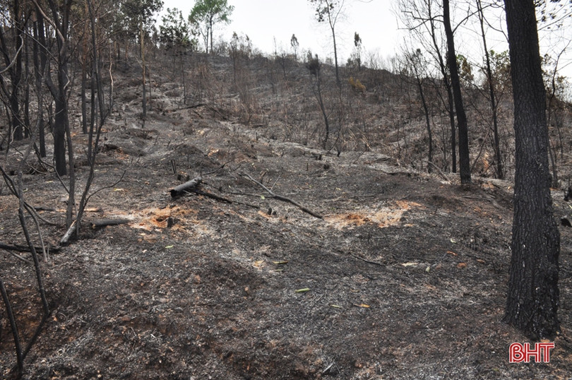 Núi Nầm Hương Sơn hoang tàn sau 2 trận cháy liên tiếp