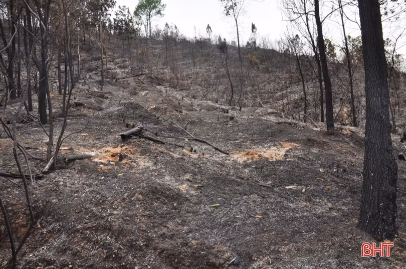 Núi Nầm Hương Sơn hoang tàn sau 2 trận cháy liên tiếp