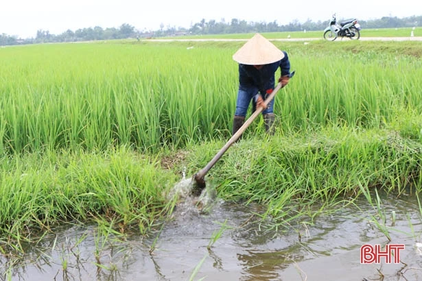 Mưa rào đến sớm, lúa xuân Hà Tĩnh “phất cờ mà lên”