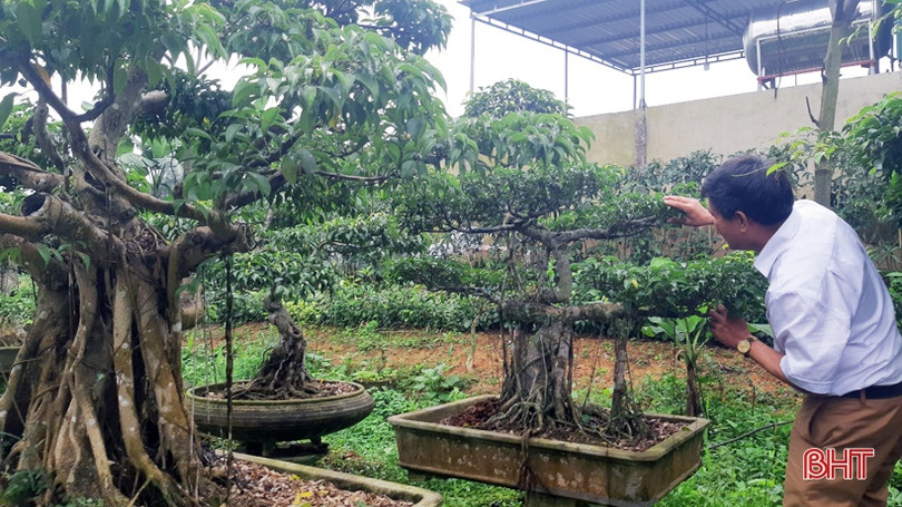 Mê mẩn những vườn cây cảnh độc - lạ ở huyện lúa Hà Tĩnh