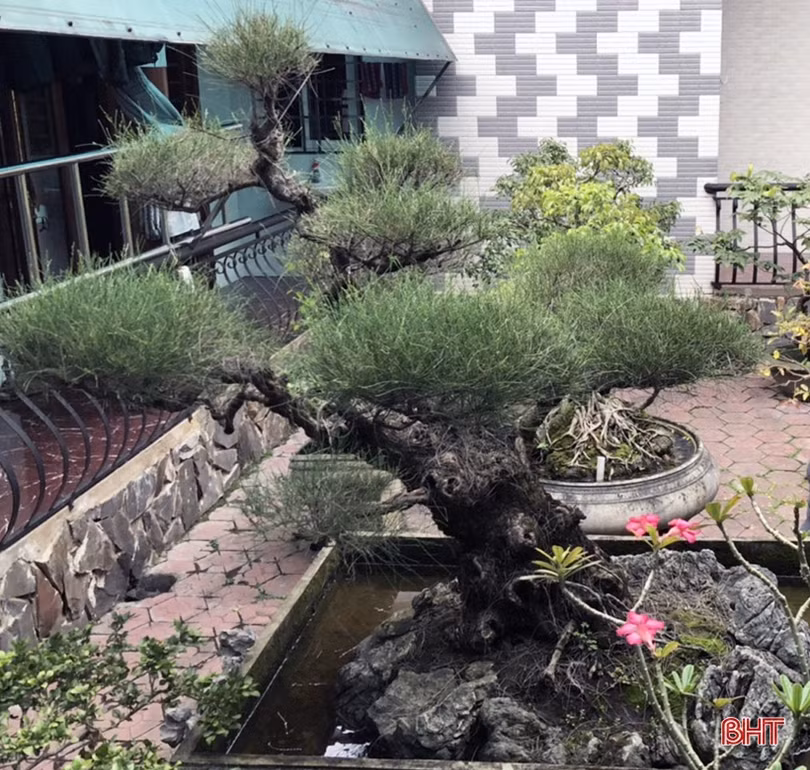 Mê mẩn những vườn cây cảnh độc - lạ ở huyện lúa Hà Tĩnh