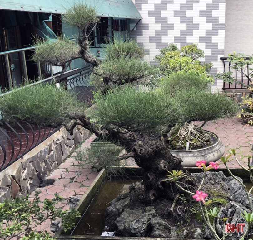 Mê mẩn những vườn cây cảnh độc - lạ ở huyện lúa Hà Tĩnh