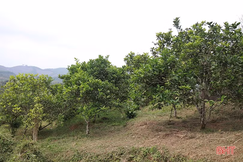 Tỷ lệ ra hoa thấp, người trồng cam Hà Tĩnh “đứng ngồi không yên”
