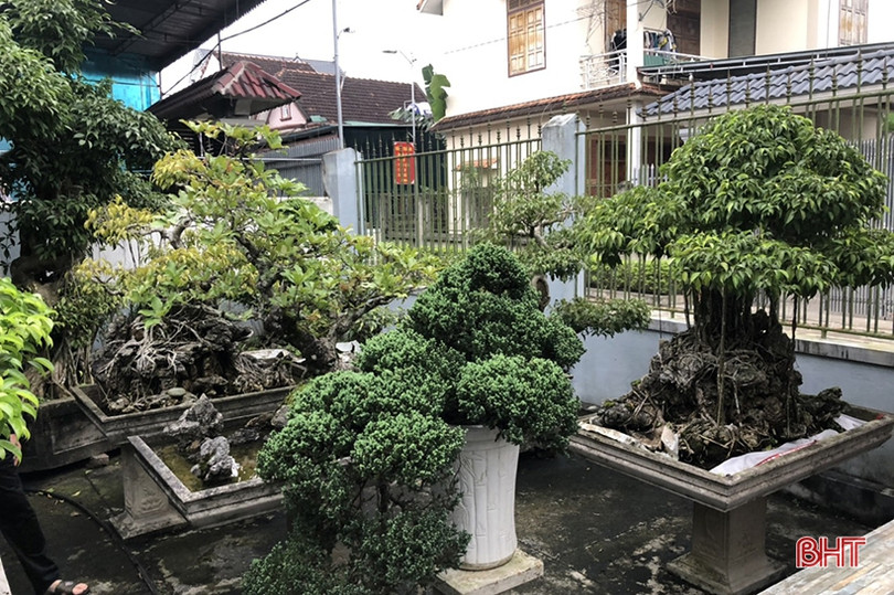 Mê mẩn những vườn cây cảnh độc - lạ ở huyện lúa Hà Tĩnh