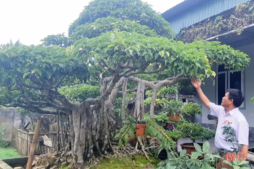 Mê mẩn những vườn cây cảnh độc - lạ ở huyện lúa Hà Tĩnh