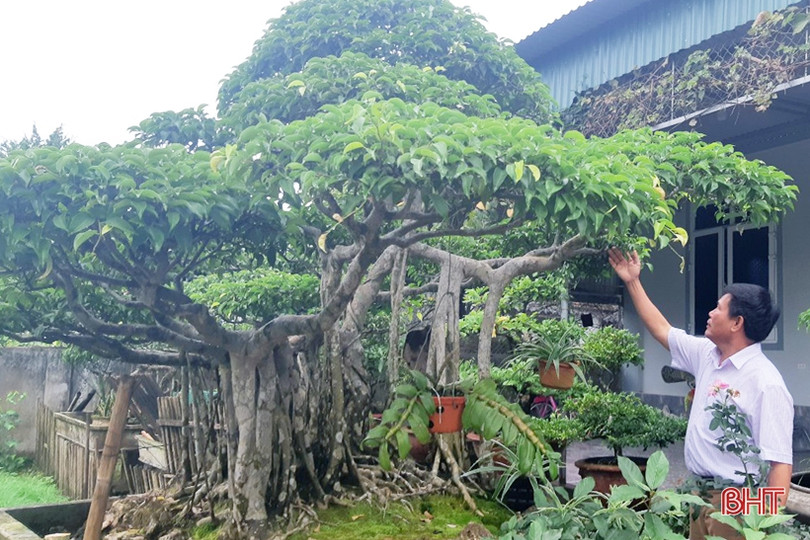 Mê mẩn những vườn cây cảnh độc - lạ ở huyện lúa Hà Tĩnh ảnh 7 Mê mẩn những vườn cây cảnh độc - lạ ở huyện lúa Hà Tĩnh
