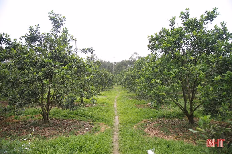 Tỷ lệ ra hoa thấp, người trồng cam Hà Tĩnh “đứng ngồi không yên”