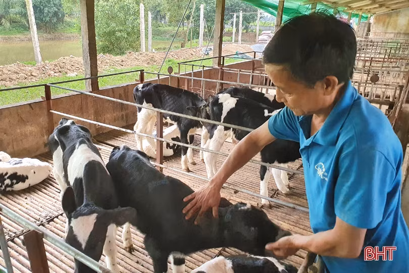 Nông dân đầu tiên ở Hà Tĩnh nuôi bò đực sữa của Tập đoàn TH True Milk