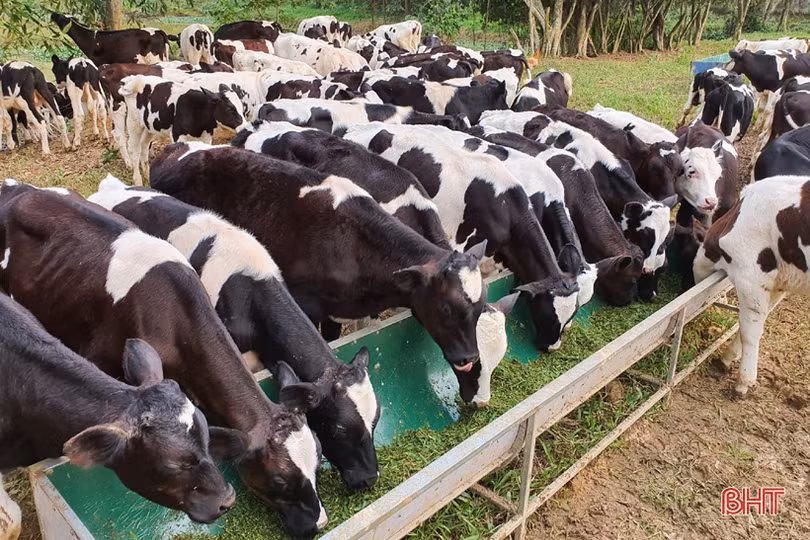 Nông dân đầu tiên ở Hà Tĩnh nuôi bò đực sữa của Tập đoàn TH True Milk