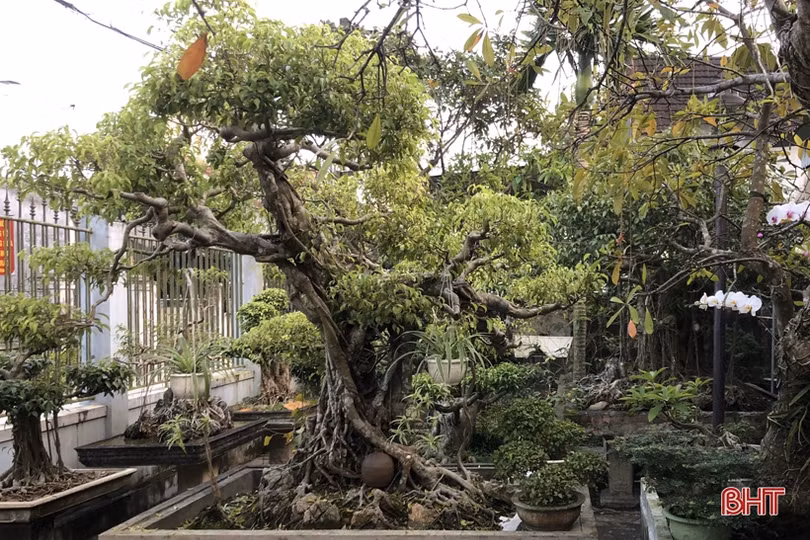 Mê mẩn những vườn cây cảnh độc - lạ ở huyện lúa Hà Tĩnh