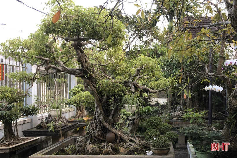 Mê mẩn những vườn cây cảnh độc - lạ ở huyện lúa Hà Tĩnh