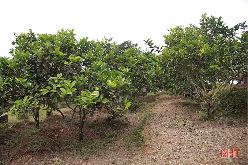 Tỷ lệ ra hoa thấp, người trồng cam Hà Tĩnh “đứng ngồi không yên”