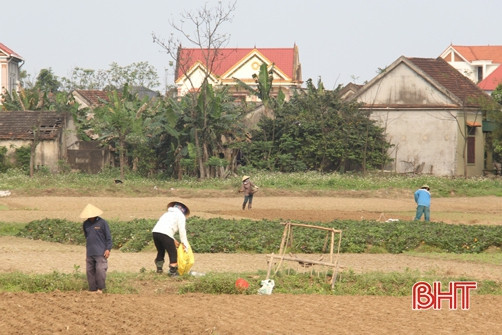 Thời tiết bất lợi, nông dân Hà Tĩnh mất tiền tỷ mua lạc giống