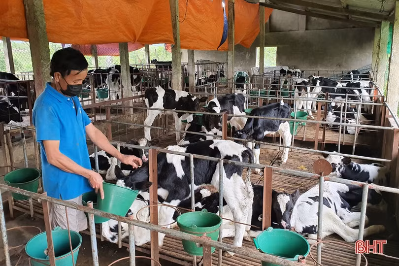 Nông dân đầu tiên ở Hà Tĩnh nuôi bò đực sữa của Tập đoàn TH True Milk