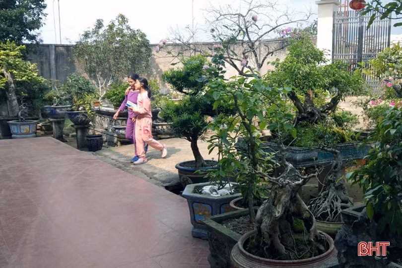 Mê mẩn những vườn cây cảnh độc - lạ ở huyện lúa Hà Tĩnh