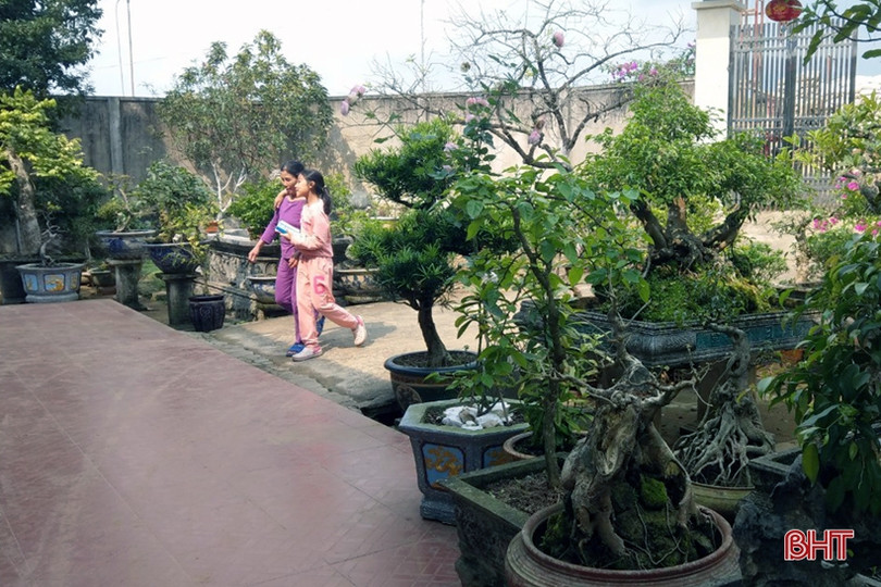 Mê mẩn những vườn cây cảnh độc - lạ ở huyện lúa Hà Tĩnh