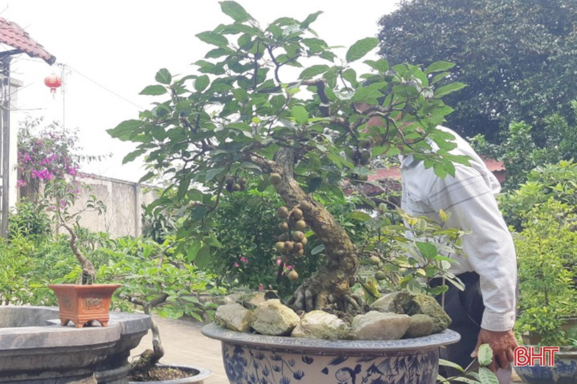 Mê mẩn những vườn cây cảnh độc - lạ ở huyện lúa Hà Tĩnh