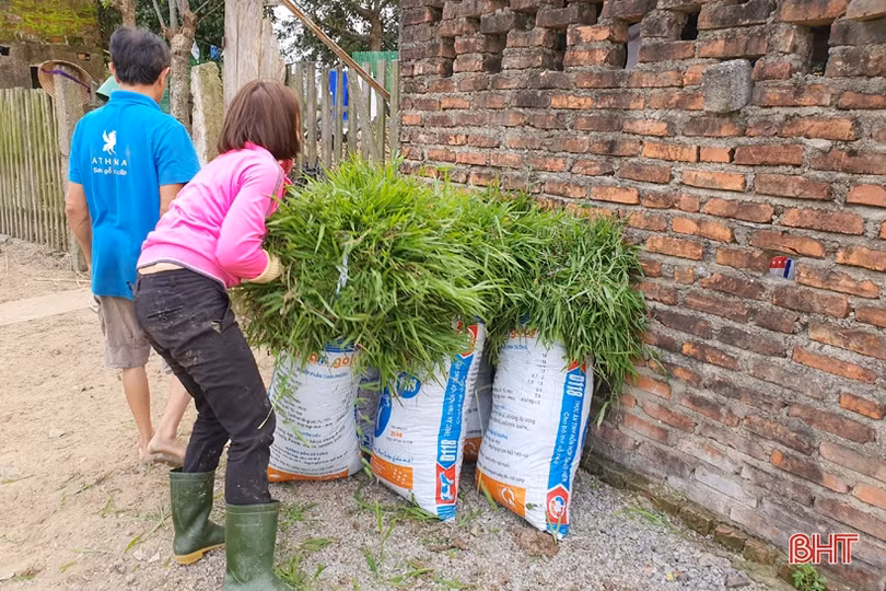 Nông dân đầu tiên ở Hà Tĩnh nuôi bò đực sữa của Tập đoàn TH True Milk