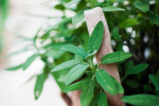 Mách bạn mẹo chữa hôi chân hiệu quả