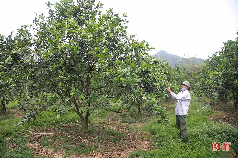 Tỷ lệ ra hoa thấp, người trồng cam Hà Tĩnh “đứng ngồi không yên”