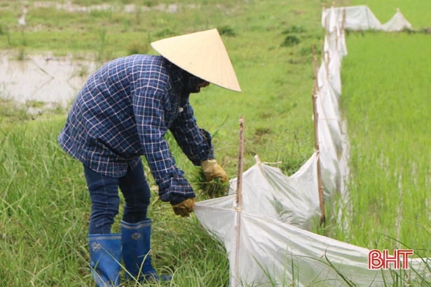 Mưa rào đến sớm, lúa xuân Hà Tĩnh “phất cờ mà lên”