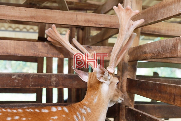 Mục sở thị con hươu lần thứ 2 lập kỷ lục cặp nhung nặng nhất ở Hà Tĩnh