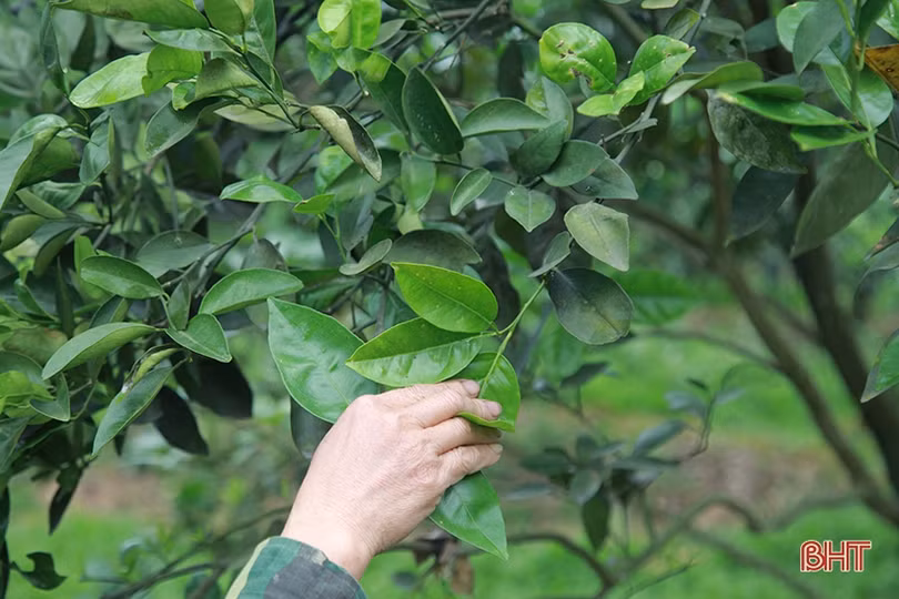 Tỷ lệ ra hoa thấp, người trồng cam Hà Tĩnh “đứng ngồi không yên”