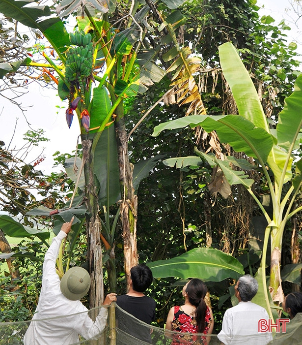 Kỳ lạ cây chuối cùng lúc trổ 2 buồng ở Hà Tĩnh