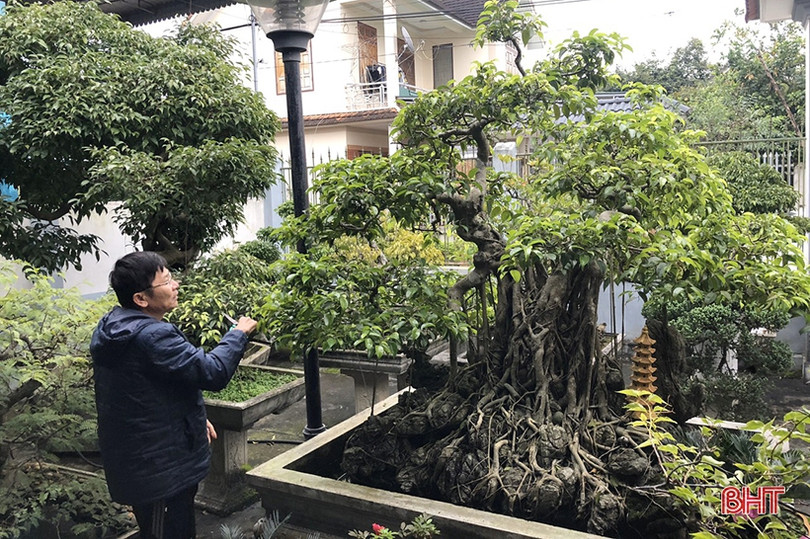 Mê mẩn những vườn cây cảnh độc - lạ ở huyện lúa Hà Tĩnh