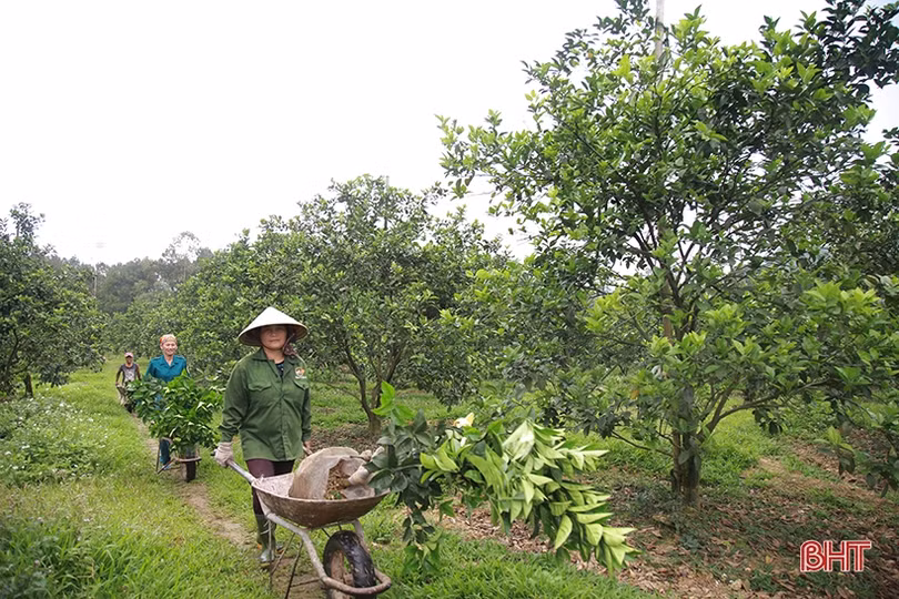Tỷ lệ ra hoa thấp, người trồng cam Hà Tĩnh “đứng ngồi không yên”