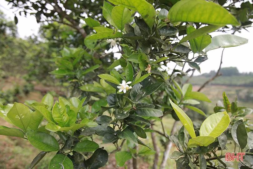 Tỷ lệ ra hoa thấp, người trồng cam Hà Tĩnh “đứng ngồi không yên”