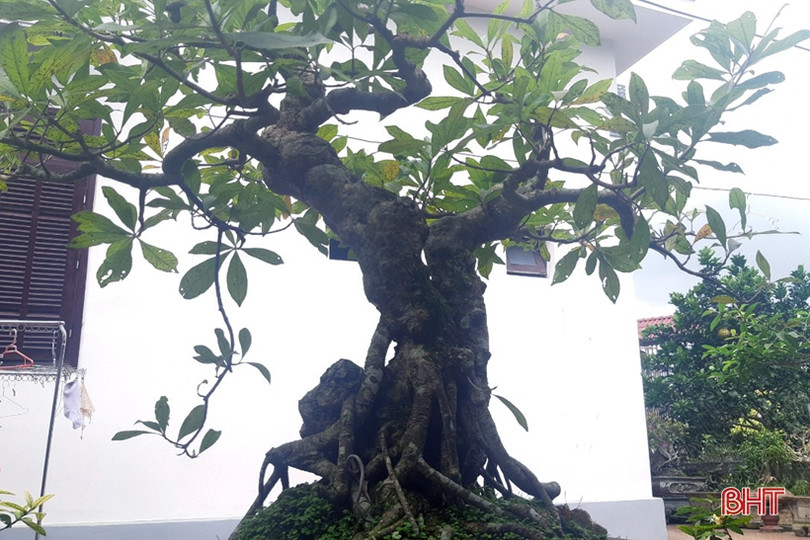 Mê mẩn những vườn cây cảnh độc - lạ ở huyện lúa Hà Tĩnh