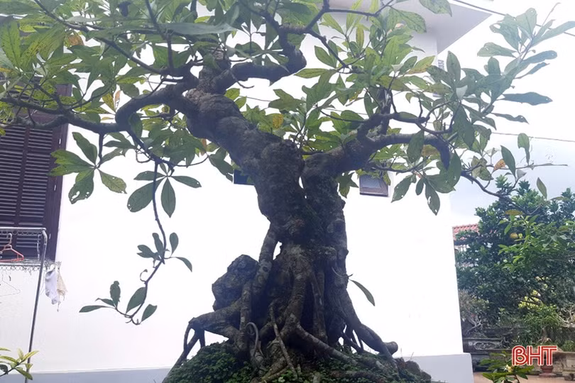 Mê mẩn những vườn cây cảnh độc - lạ ở huyện lúa Hà Tĩnh