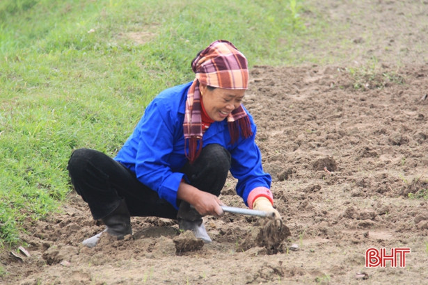 Thời tiết bất lợi, nông dân Hà Tĩnh mất tiền tỷ mua lạc giống