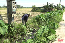 Nuôi lợn trong khu dân cư gây ô nhiễm môi trường