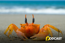Podcast truyện ngắn: Mỗi tuần một câu chuyện - "Phép màu"