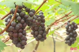 Rộn ràng thu hoạch nho hạ đen ở Nghi Xuân