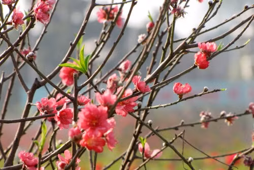 Ảnh minh họa: Internet Ảnh minh họa: Internet