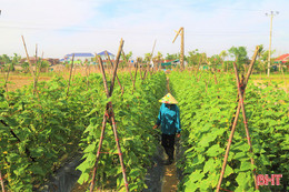 Sắc xanh "gọi" ngày mới trên vựa rau Đông Kinh