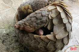 Bàn giao động vật nằm trong Sách đỏ cho Vườn Quốc gia Vũ Quang