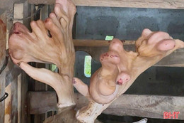  Độc đáo cặp nhung hươu nặng hơn 5,4kg ở Hà Tĩnh