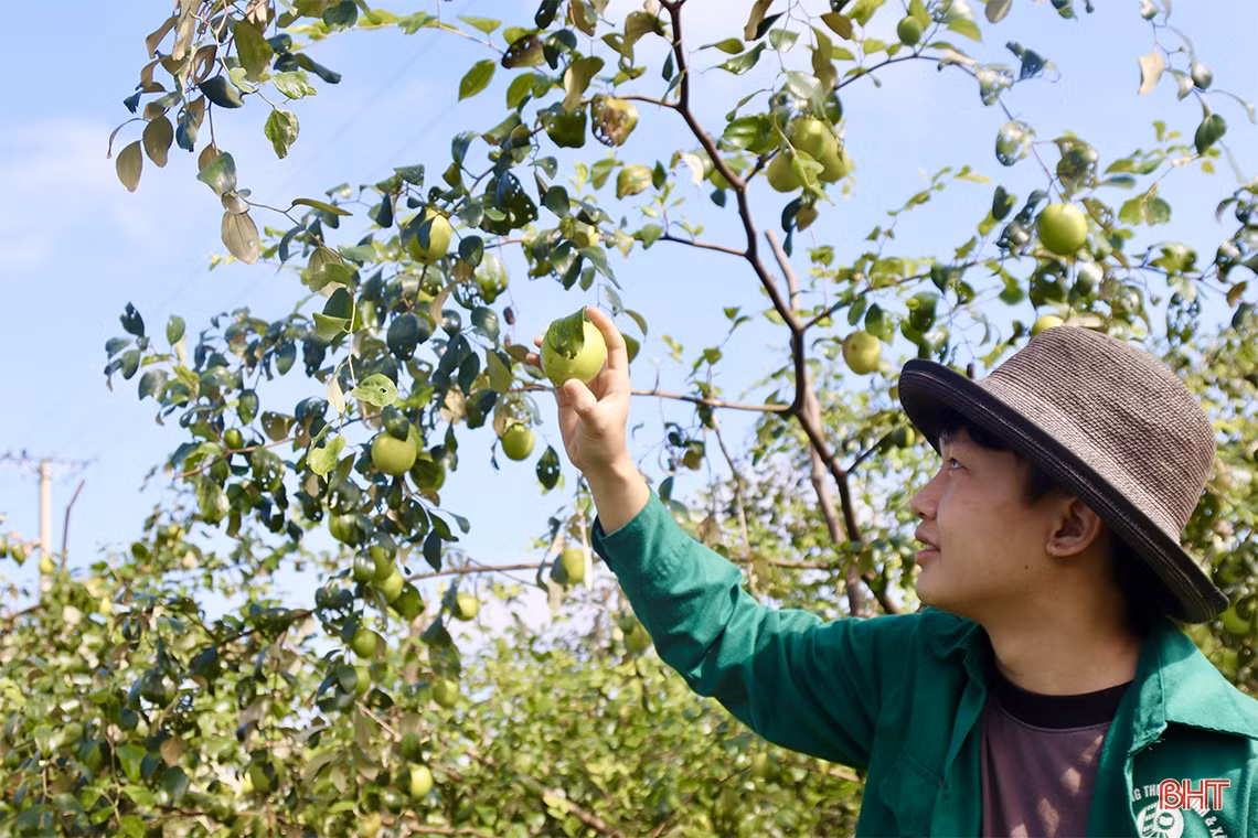 Trải nghiệm vườn táo hữu cơ trĩu quả ở Hà Tĩnh