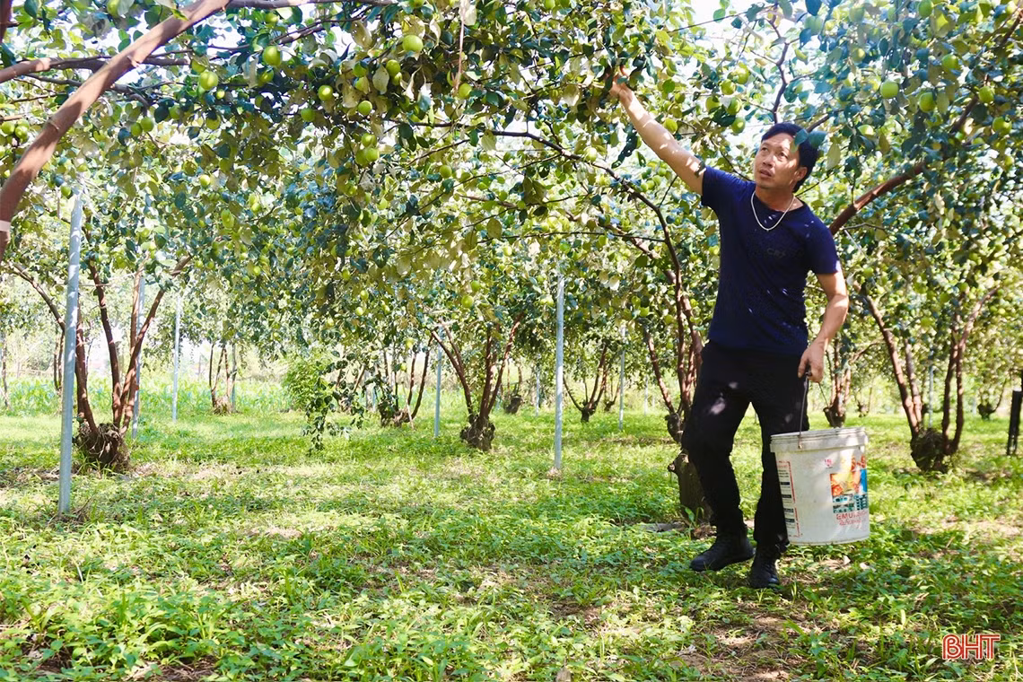Trải nghiệm vườn táo hữu cơ trĩu quả ở Hà Tĩnh