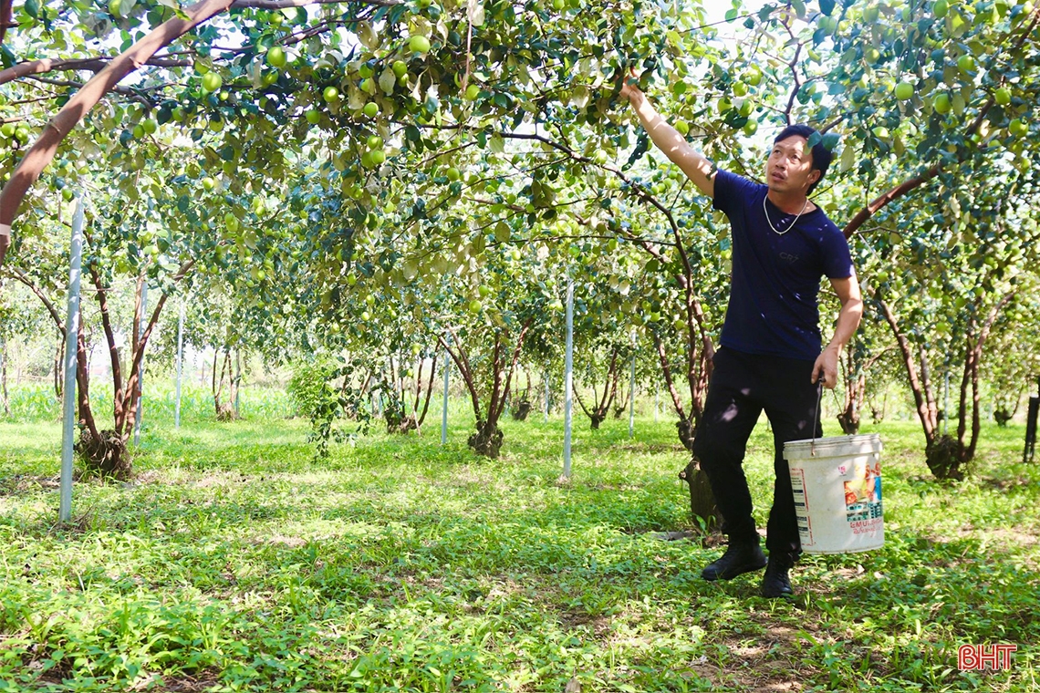 Trải nghiệm vườn táo hữu cơ trĩu quả ở Hà Tĩnh