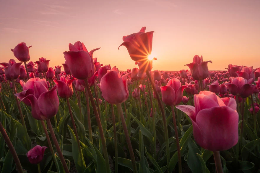 loat anh khien ban muon den ha lan ngay lap tuc