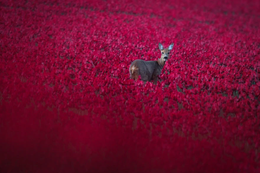 loat anh khien ban muon den ha lan ngay lap tuc